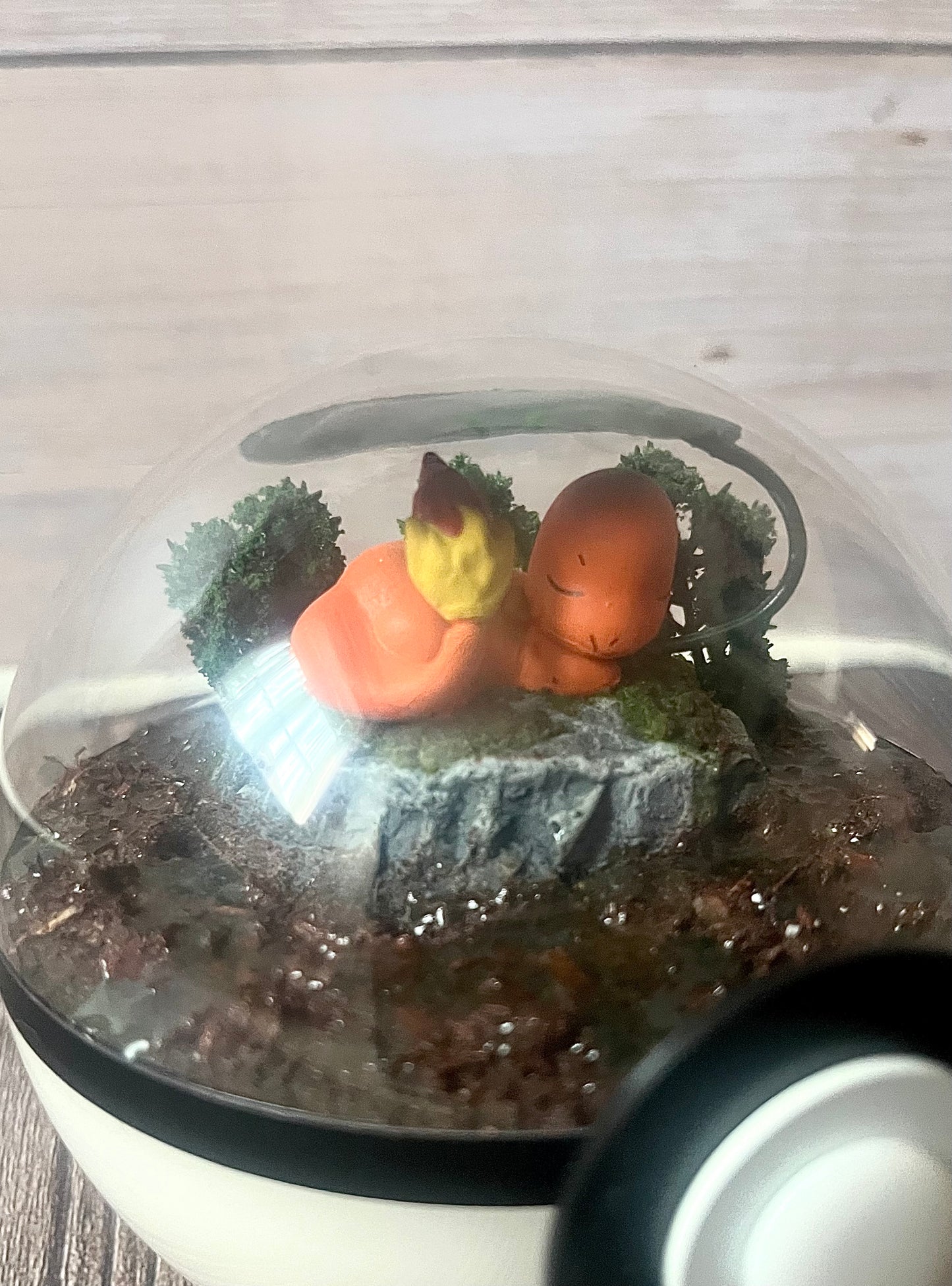 CHARMANDER (Small 10cm) PokéBall Diorama Terrarium